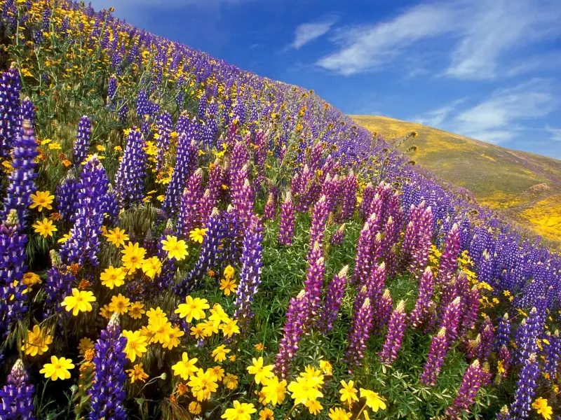 Majestic Sikkim & Darjeeling Grand Escape