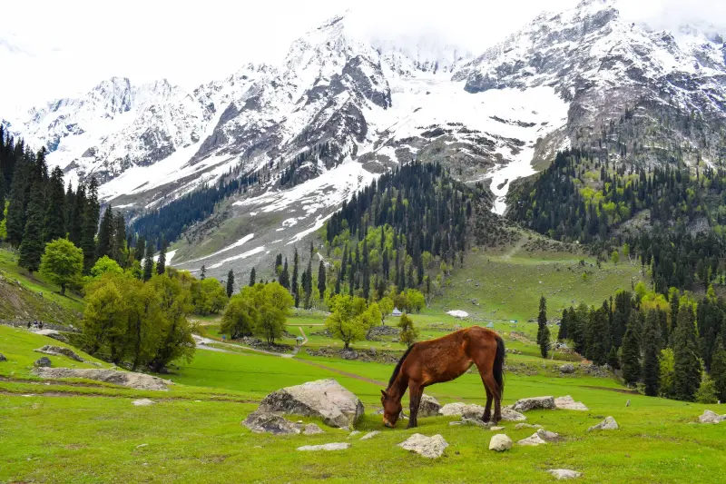 Kashmir - The Crown Of Incredible India 5Nights | 6Days